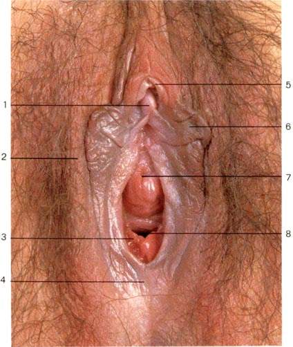 Photograph of a virgin female's genital area