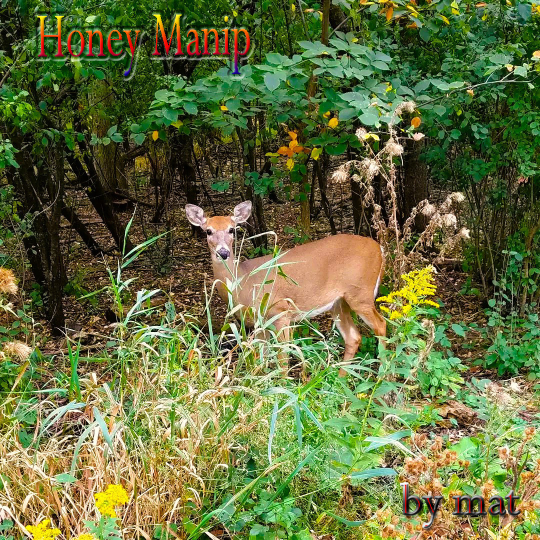 Honey Manip - Cover