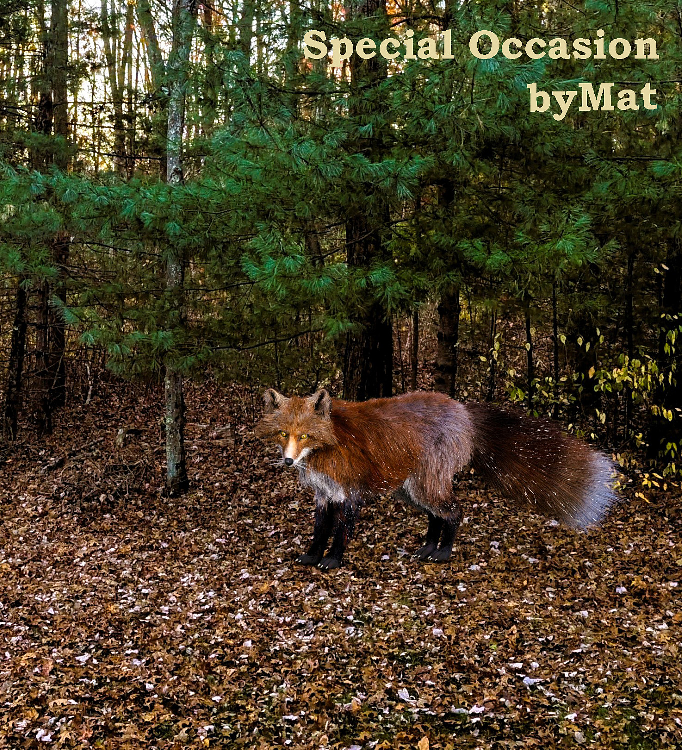 Special Occasion - Cover