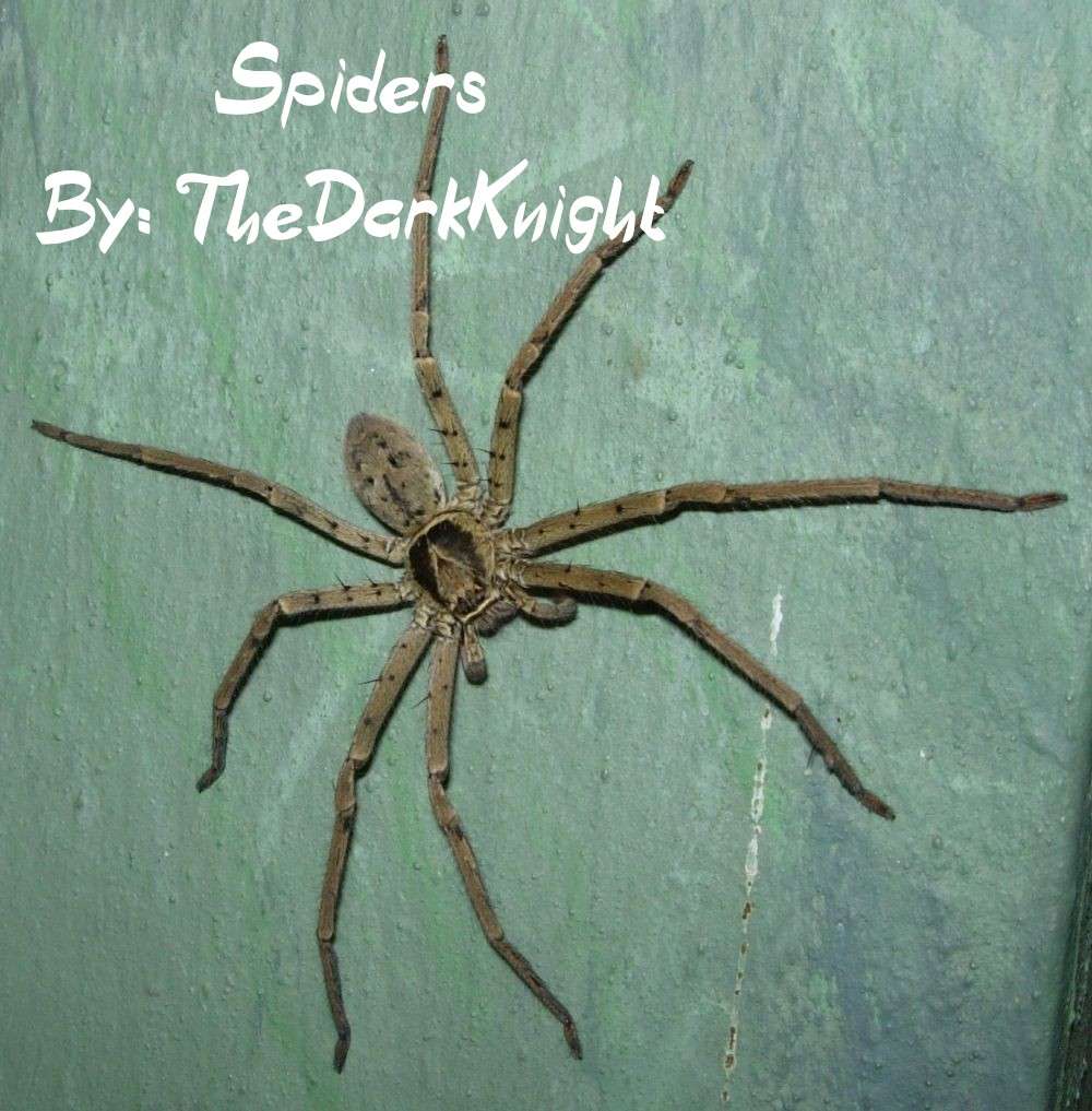 Spiders - Cover